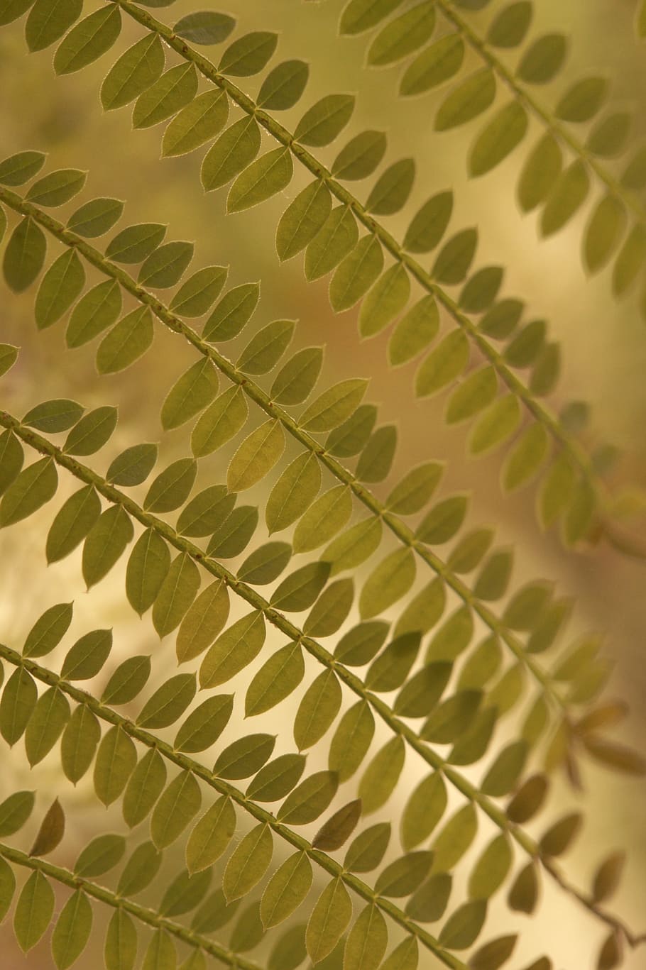 tiny, leaves, leaflets, plant, pinnate, fine, filigree, close HD wallpaper