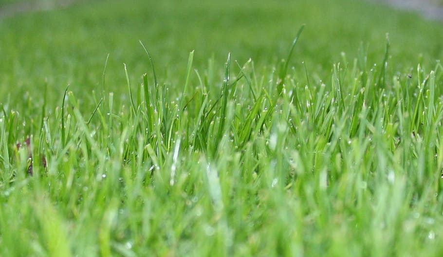 grass, green, lawn, plant, green color, field, growth, nature HD wallpaper
