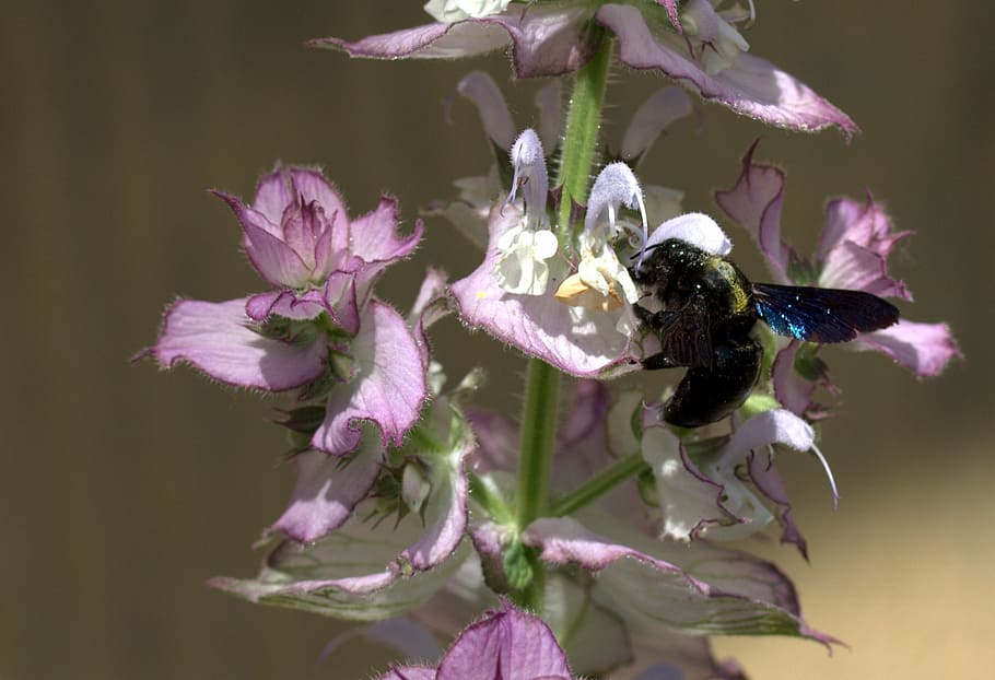 bee, flight, pollination, insecta, flower, nature, flowering plant HD wallpaper