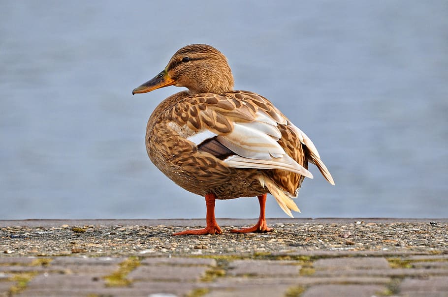 female mallard duck on pavement, female duck, hen, bird, water fowl