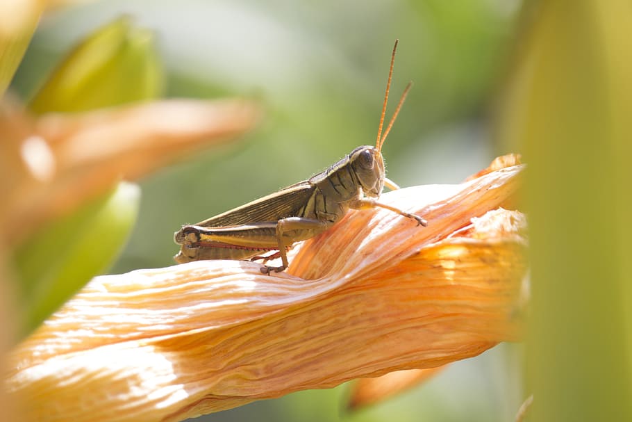 nature, macro, grasshopper, animal themes, animal wildlife HD wallpaper