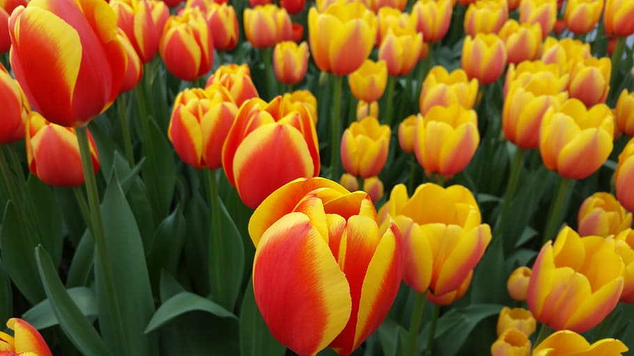 Tulips, Yellow, Flowers, Spring, red, yellow flowers, plant HD wallpaper