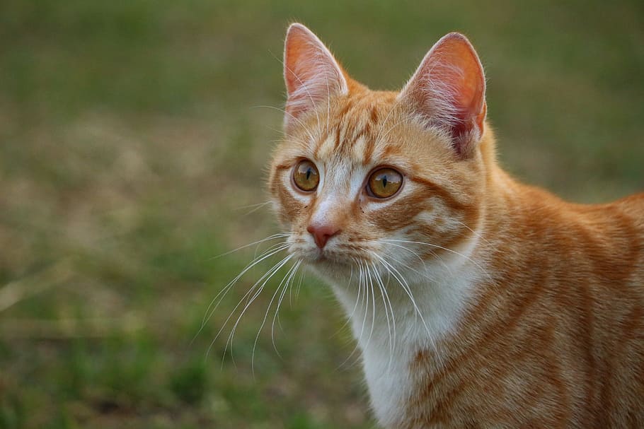 Kitten, Mackerel, Tiger Cat, mieze, red cat, red mackerel tabby HD wallpaper