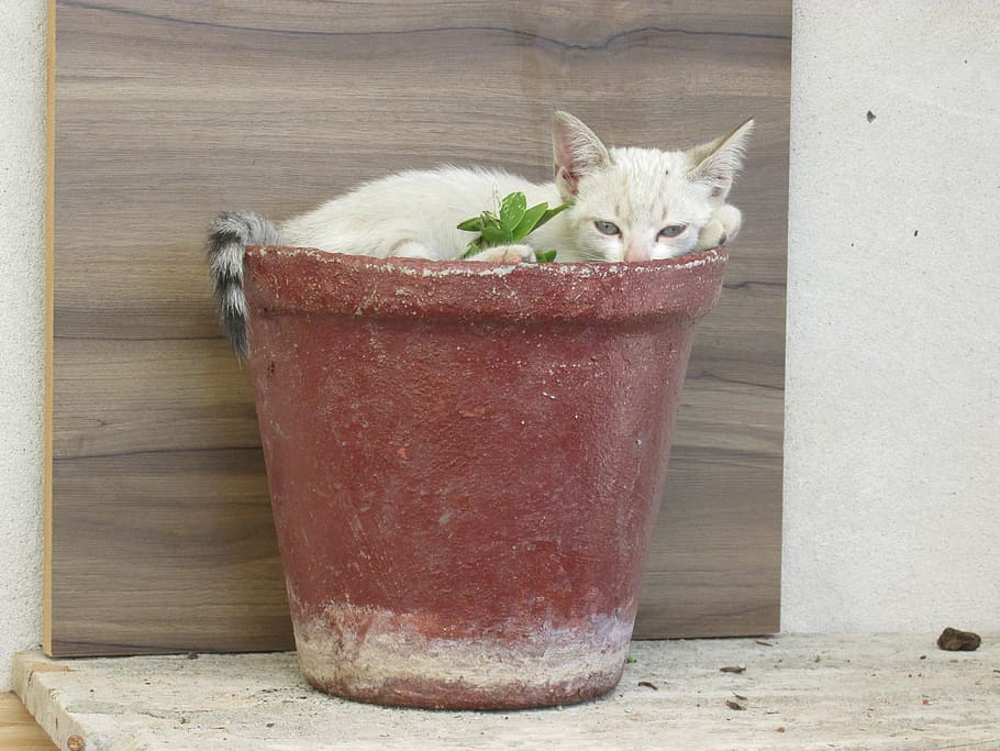 kitten, animal, funny, domestic, one animal, pets, mammal, animal themes HD wallpaper