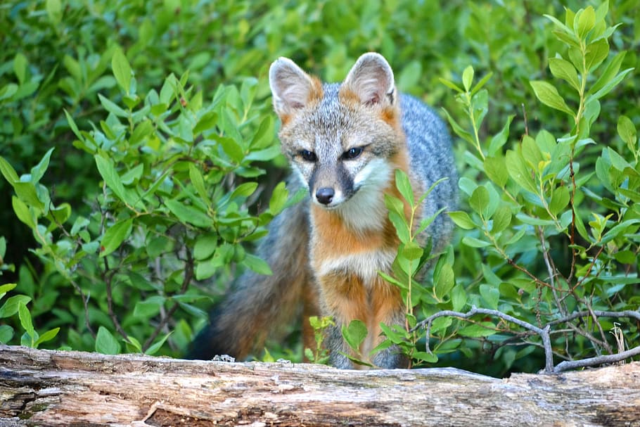 Fox, Wildlife, Forest, one animal, animal wildlife, animals in the wild HD wallpaper