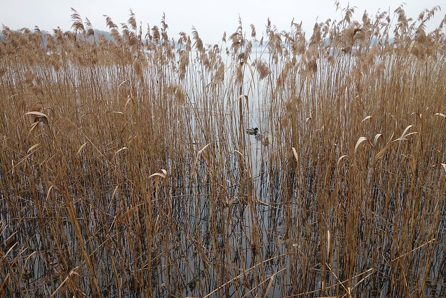 reed, lake, nature, bank, grass, autumn, rush, plant, growth, HD wallpaper
