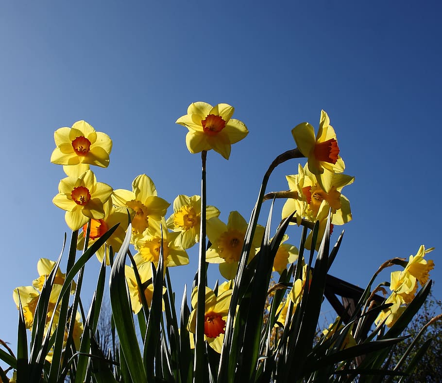 Daffodil, Flower, Spring, Yellow, colorful, plant, blue, growth HD wallpaper