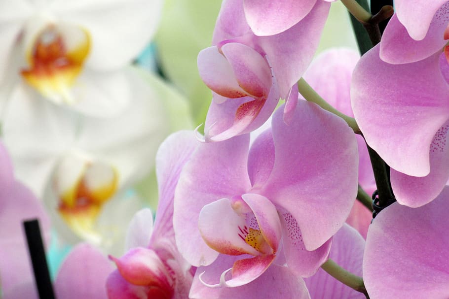 orchid, flower, close up, flowering plant, freshness, beauty in nature HD wallpaper