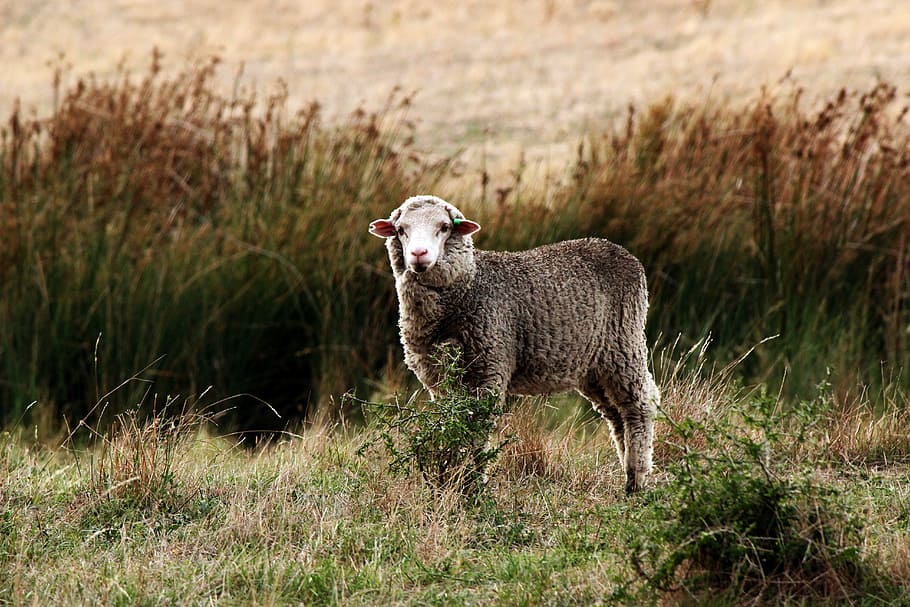 sheep in grass field, paddock, pasture, wool, grazing, animal HD wallpaper