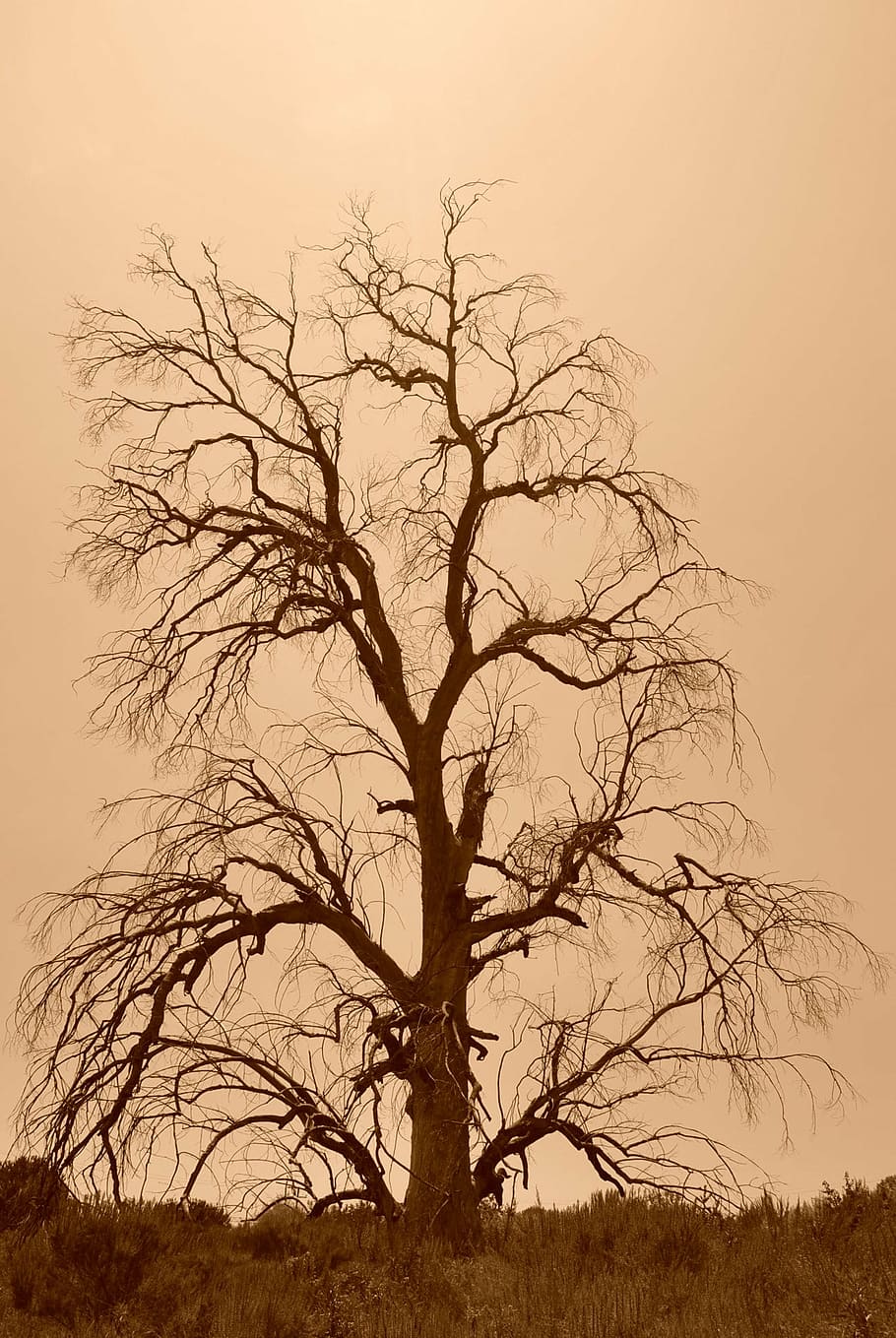 tree, dead, sepia, bare tree, sky, plant, branch, beauty in nature HD wallpaper