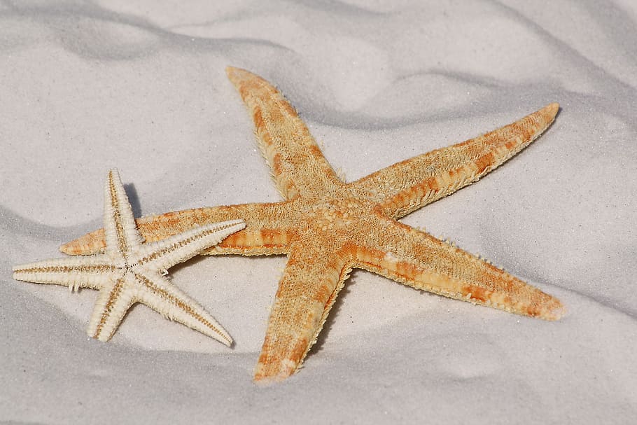 White and Orange Star Fish Side by Side at the Sand, animals HD wallpaper