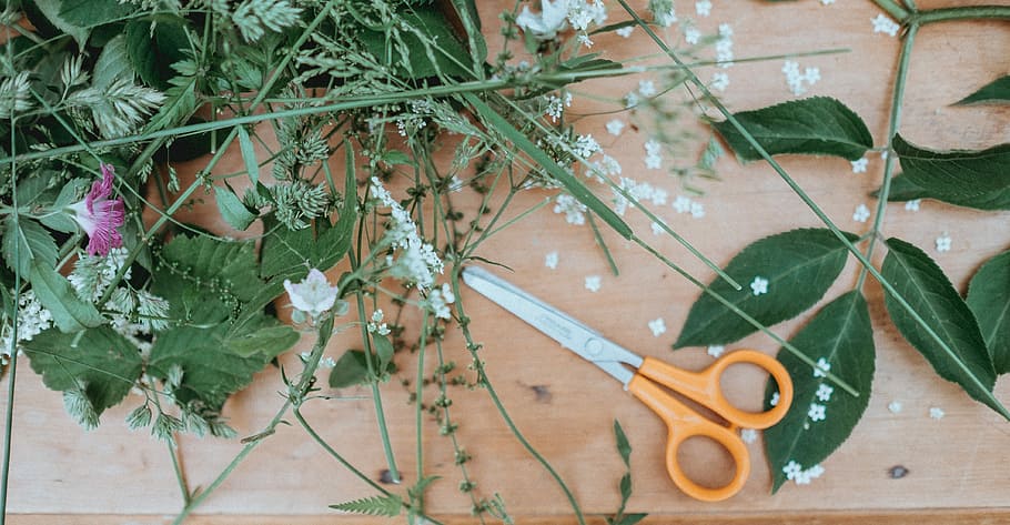 white petaled flowers beside scissor on top of wooden table HD wallpaper
