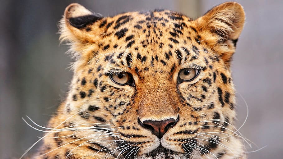brown and black tiger, leopard, portrait, looking, stare, face HD wallpaper