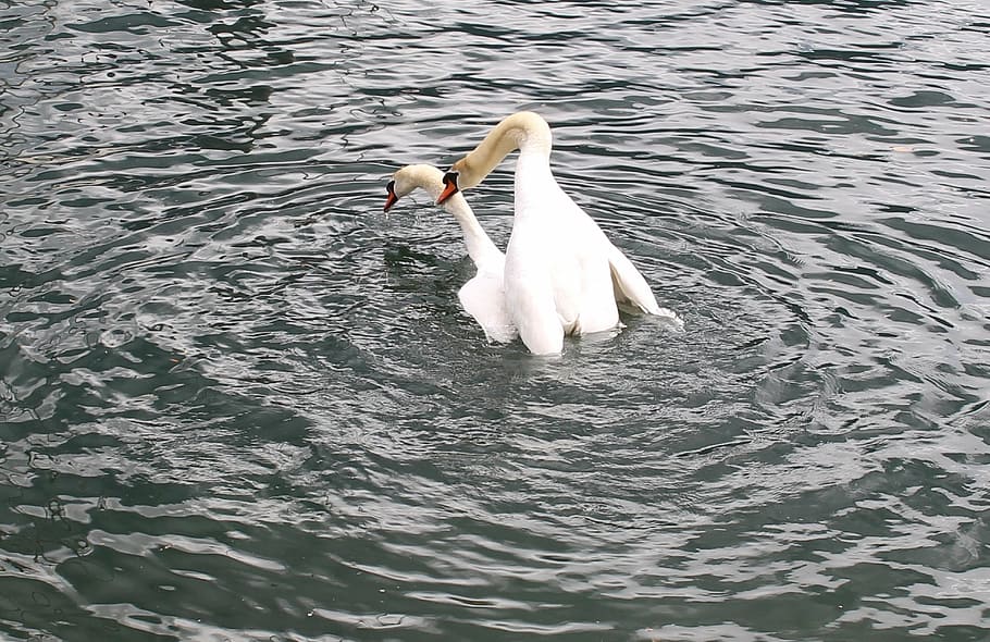 swans, swan pair, wedding, lake, lago maggiore, locarno, ticino, HD wallpaper