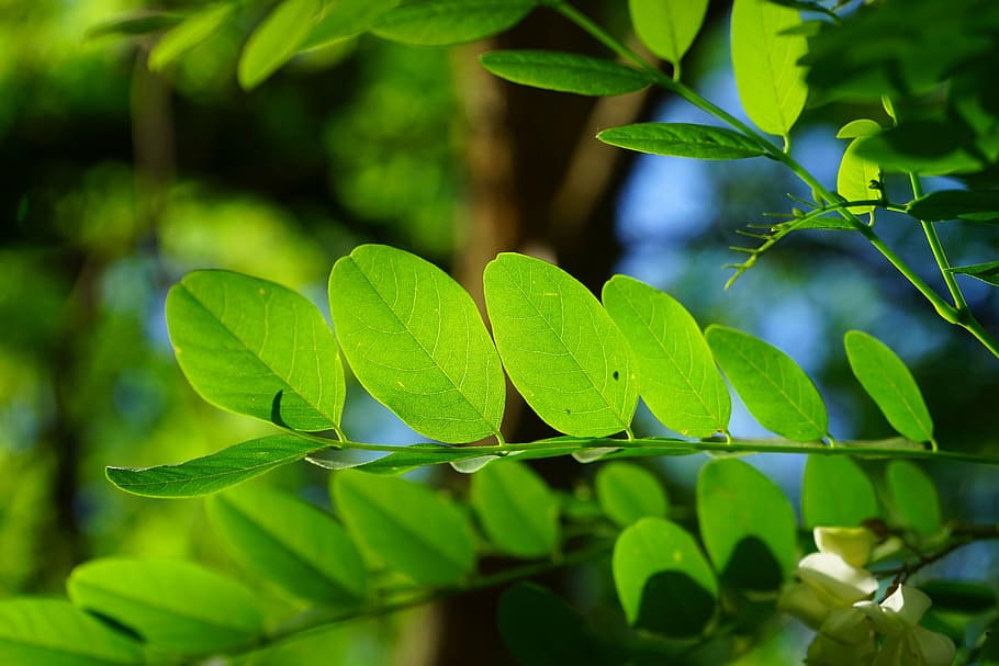 common maple, leaf, green, robinia, leaf veins, filigree, leaf structures HD wallpaper