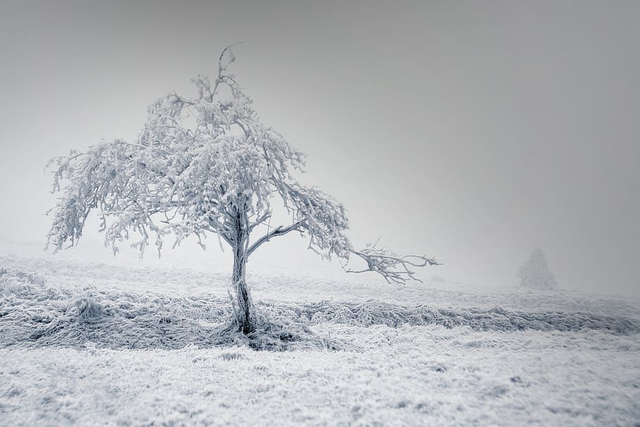 solitaire, tree, winter, frost, snow, m42, branches, fog, mountains