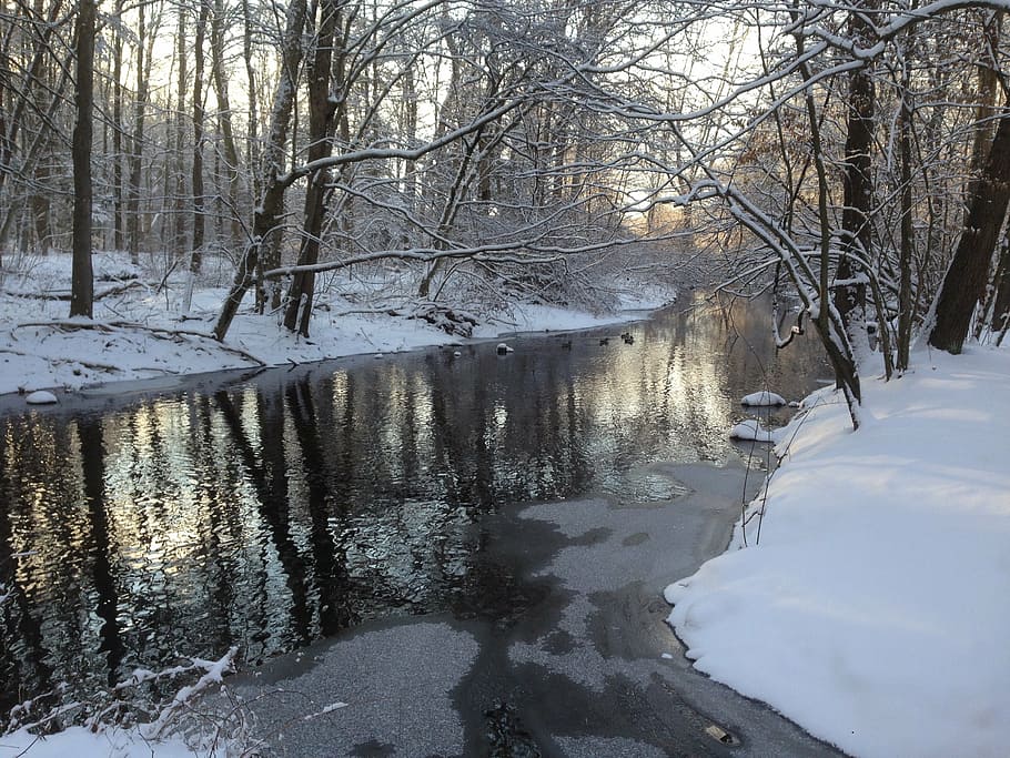 stream, river, nature, woods, bare trees, light, forest, snow HD wallpaper