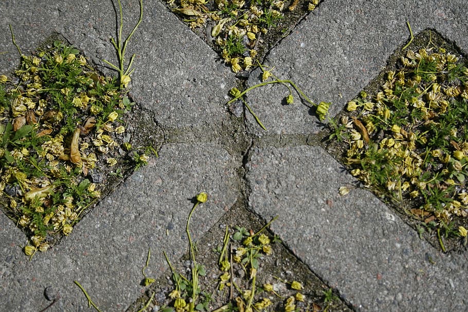 grass, bricks, tick, high angle view, plant, day, growth, no people HD wallpaper
