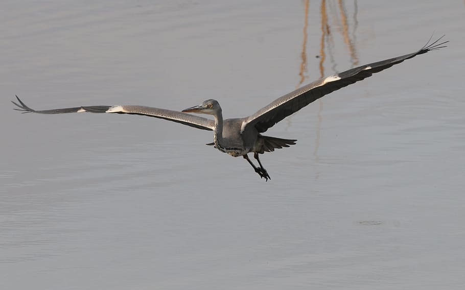 Flight, Glide, Elegance, one animal, animal themes, animals in the wild HD wallpaper