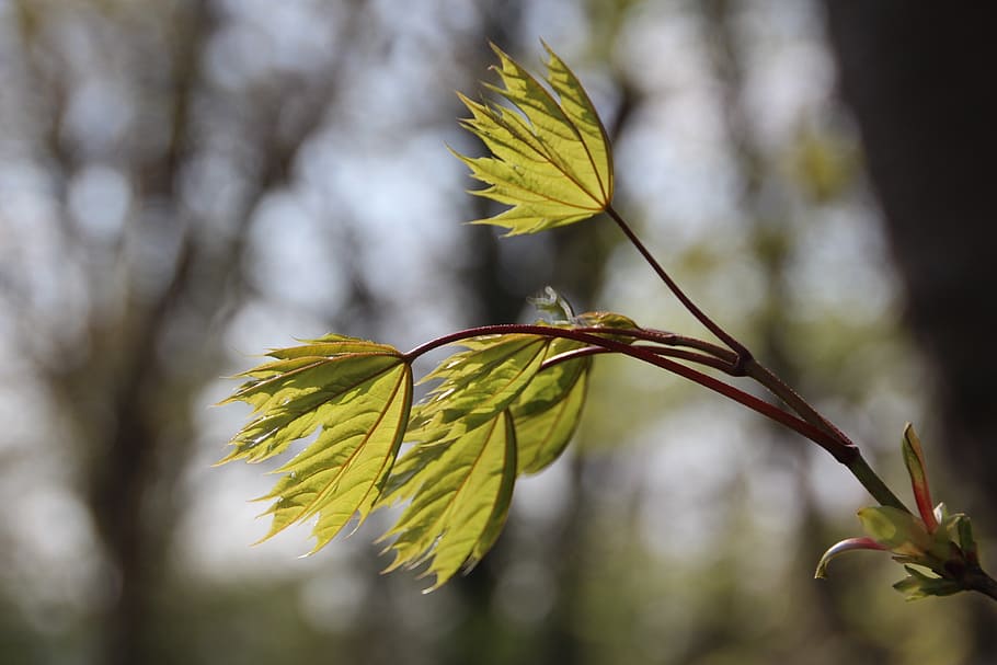 leaves, nature, leaf, green, spring, plant, growth, focus on foreground HD wallpaper