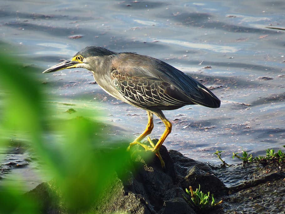 gray and black Heron on black rock near body of water, bird HD wallpaper