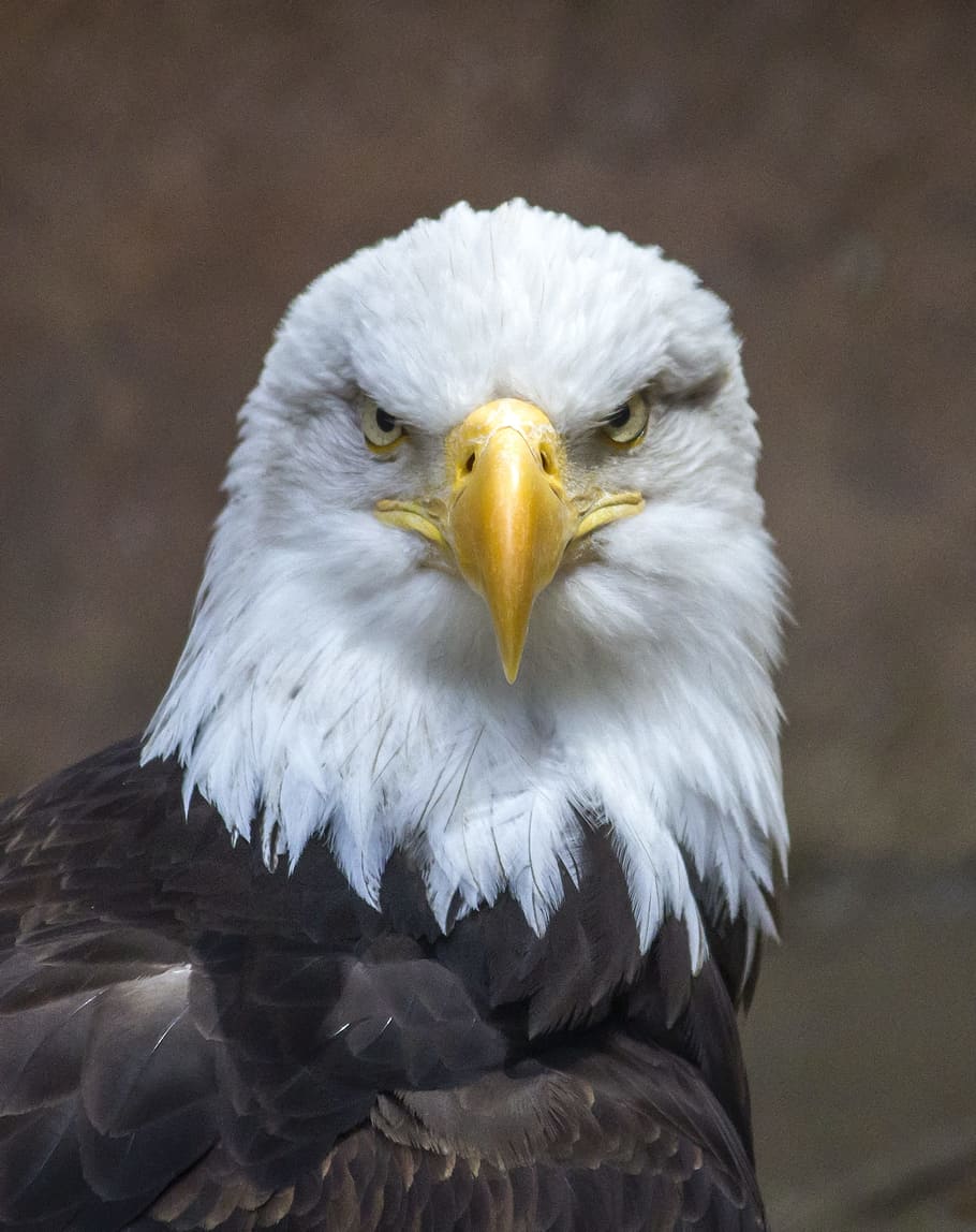 bald eagle close-up photo during daytime, bird, nature, predator HD wallpaper