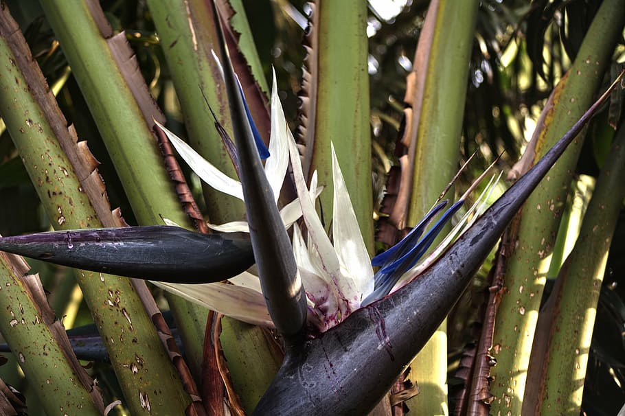 strelitzia, hardy, flower, lines, growth, plant, no people HD wallpaper