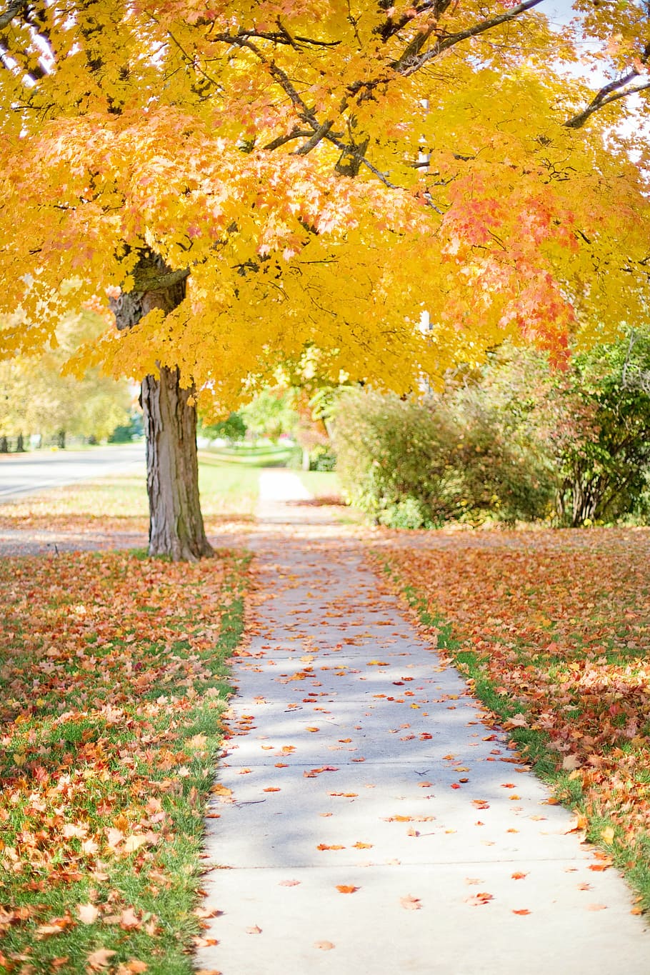 hallway in between green grass during daytime, sidewalk, yellow HD wallpaper