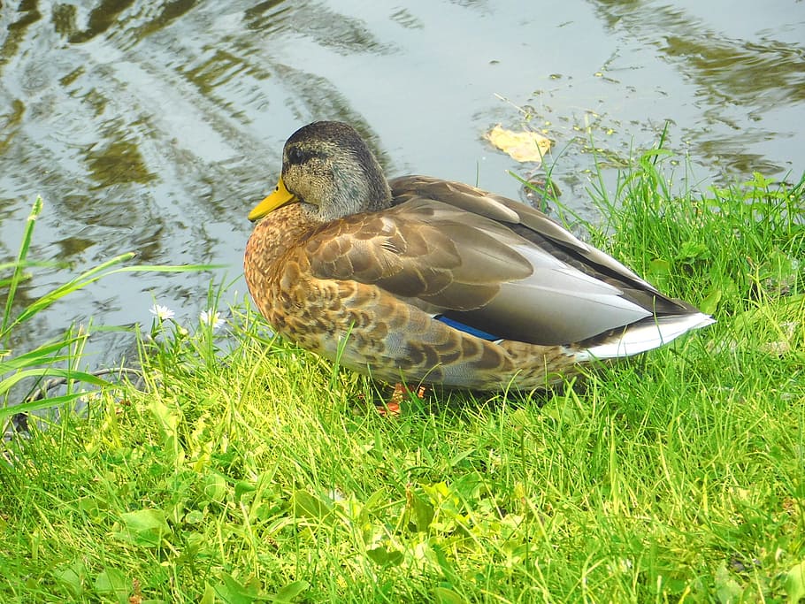 duck, bird, water, wave, wildlife, grass, animal wildlife, animal themes HD wallpaper