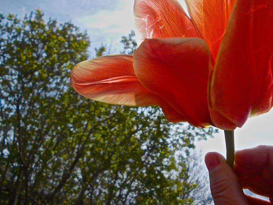 Tulip, Hand, Flower, red, human body part, human hand, one person HD wallpaper