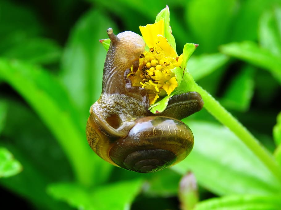 Hd Wallpaper Snail Flower Eating Snail Eating Animal Nature