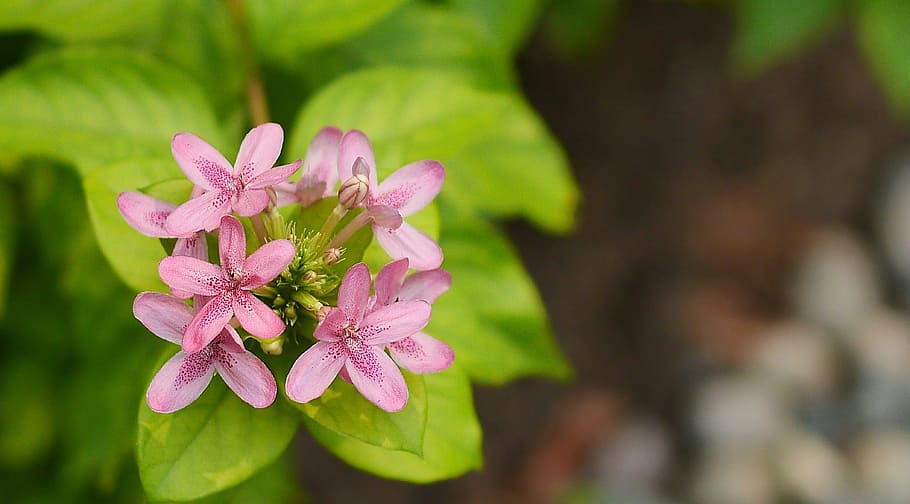 nature, flora, flower, leaf, garden, summer, season, outdoors HD wallpaper