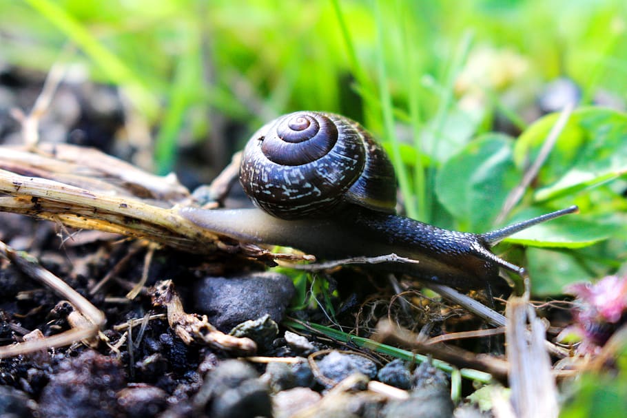snail, nature, garden, summer, small, slow, house, shell, time management, HD wallpaper