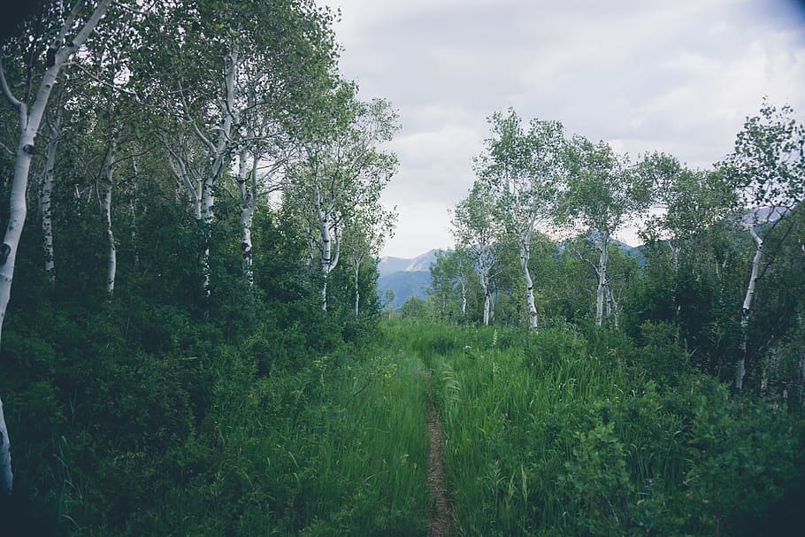 path, green, grass, trees, plant, mountain, highland, landscape HD wallpaper
