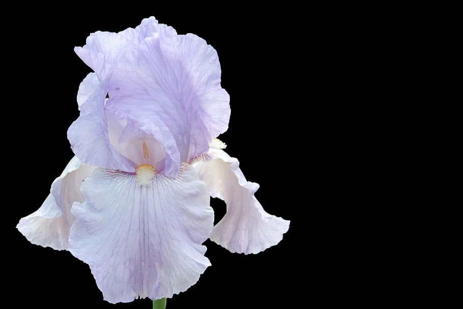 iris, blossom, bloom, blue, black background, petal, studio shot HD wallpaper