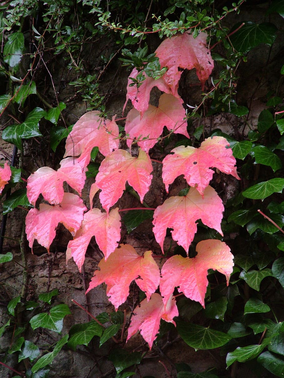vine, ivy, red, green, autumn, growth, plant, beauty in nature HD wallpaper