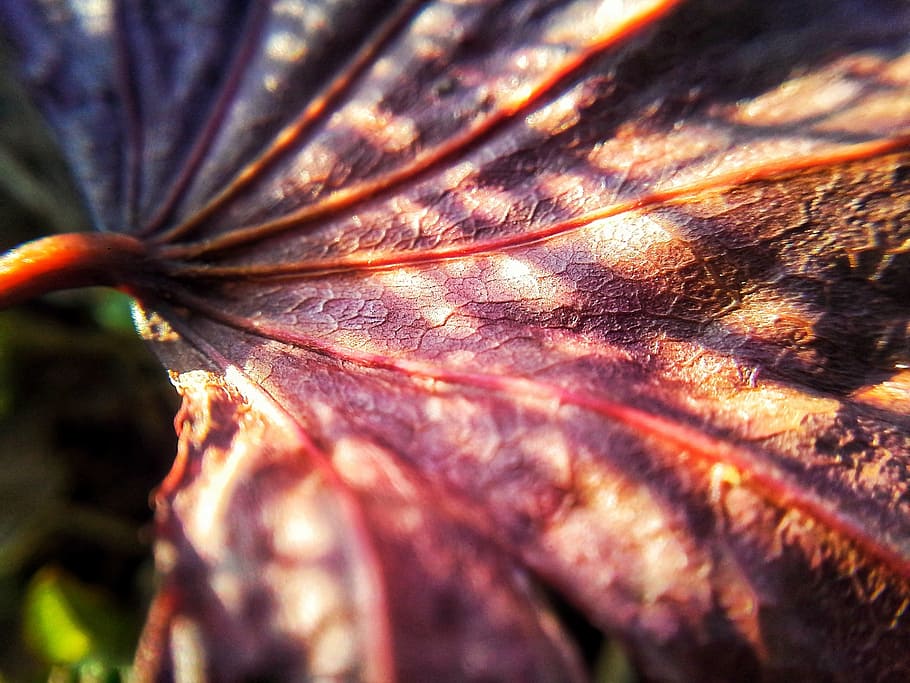leaf, leaf texture, plant, bright, veins, sun, nature, environmental HD wallpaper