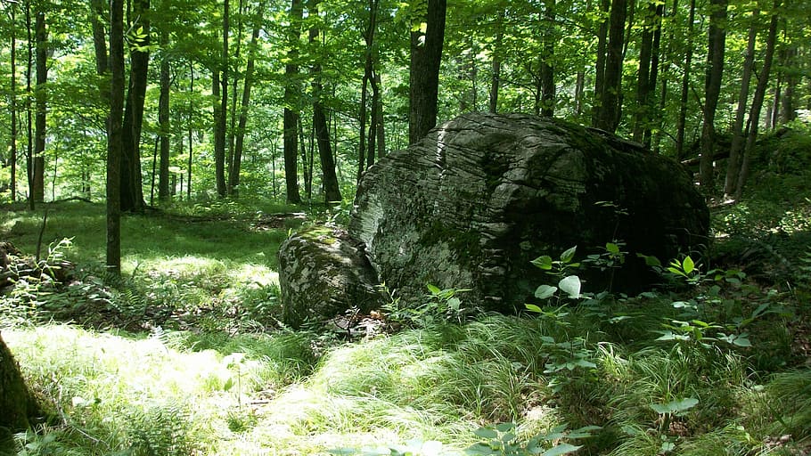 rock, boulder, forest, woods, nature, stone, woodland, tree HD wallpaper