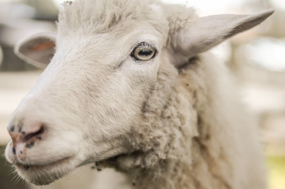 selective photo of white sheep, closeup photo of white sheep HD wallpaper