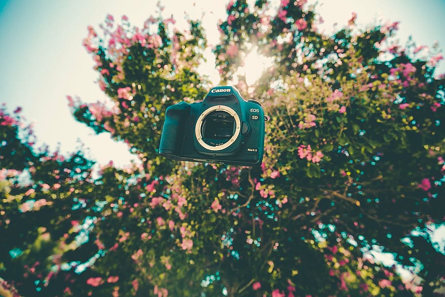 camera, canon, floating, flora, flowers, tree, no people, outdoors HD wallpaper