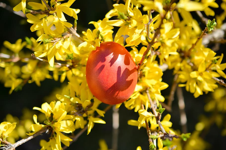 easter, eggs, colors, spring, color eggs, red, easter time HD wallpaper