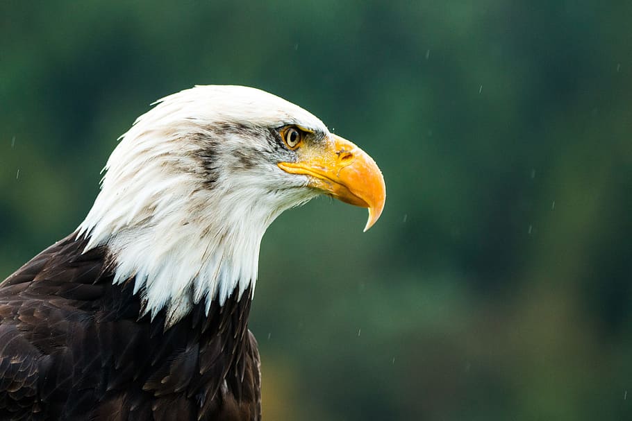 shallow focus photography of eagle, bald eagle, haliaeetus leucocephalus, HD wallpaper