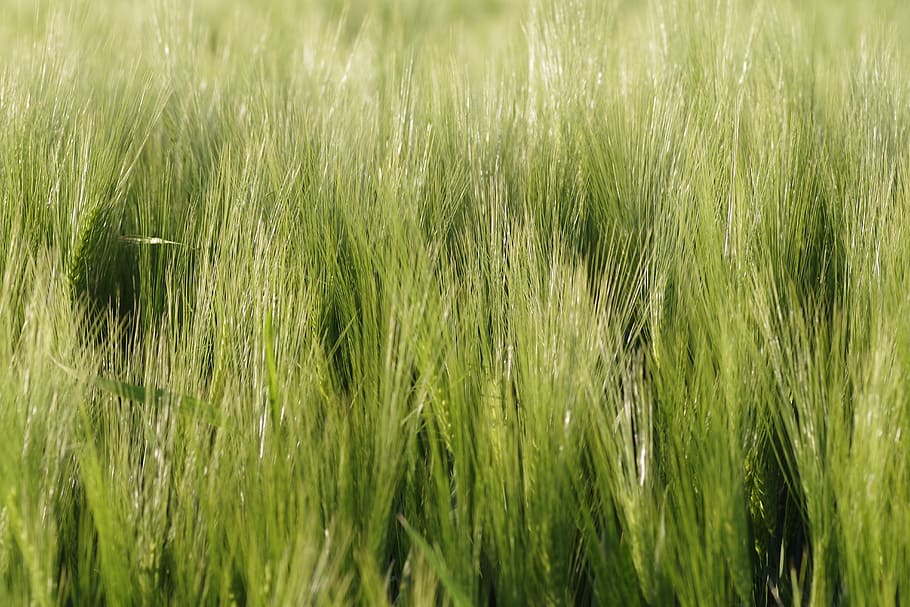 Corn, Ears, Rye, Barley, Field, Harvest, the cultivation of HD wallpaper