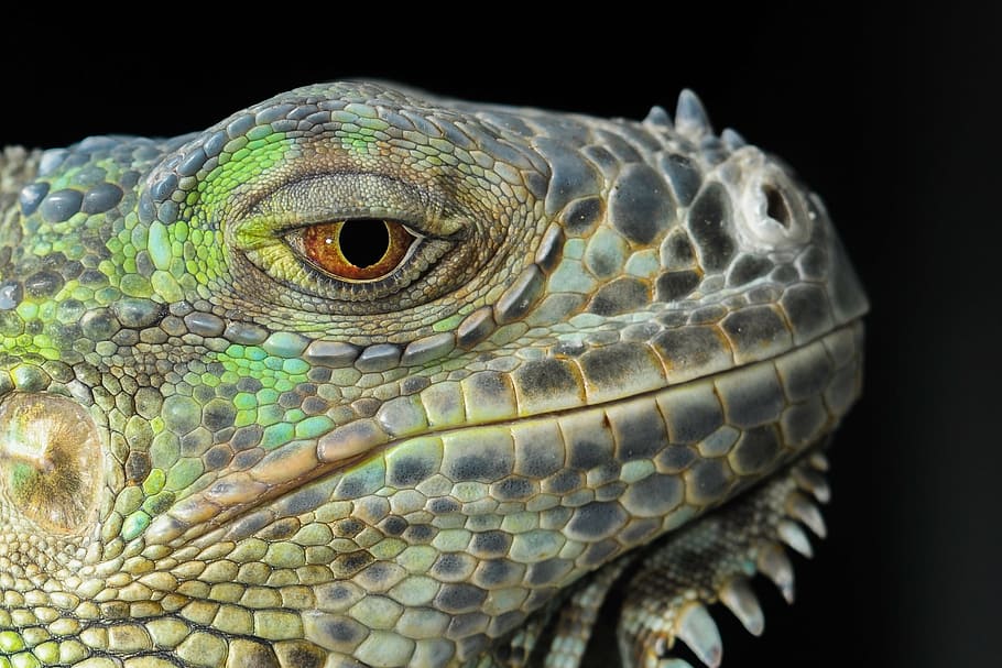 green reptile, the lizard, iguana, gad, dragon, animal portrait HD wallpaper