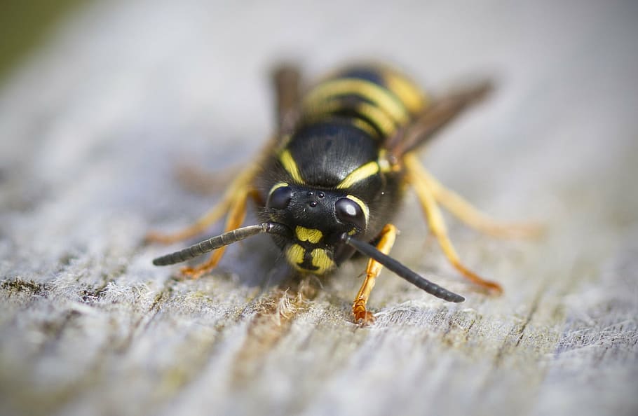 selective focus photography of yellow jacket bee, wasp, macro HD wallpaper