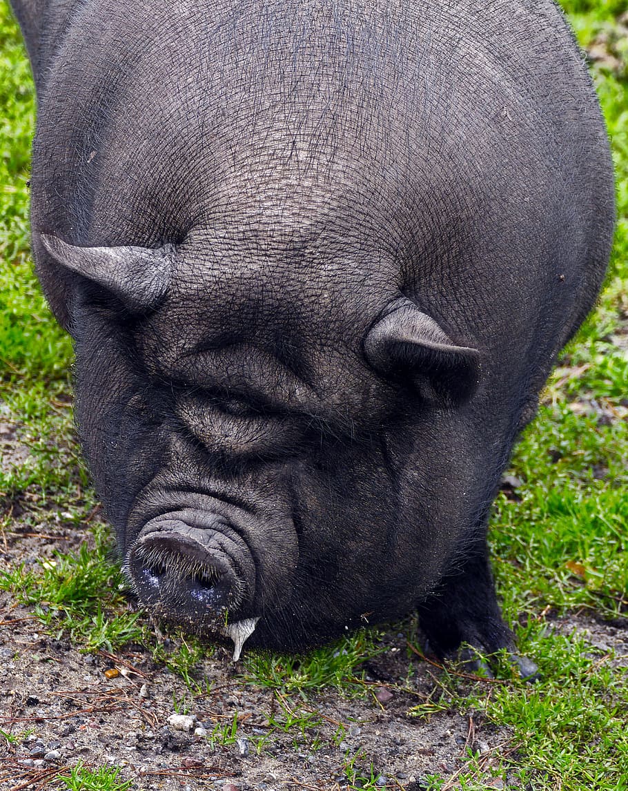 pig, pot bellied pig, fold pork, portrait, bristle cattle, domestic pig, HD wallpaper