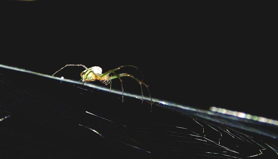 macro, insect, garden, spider, web, guatica, invertebrate, animal themes HD wallpaper