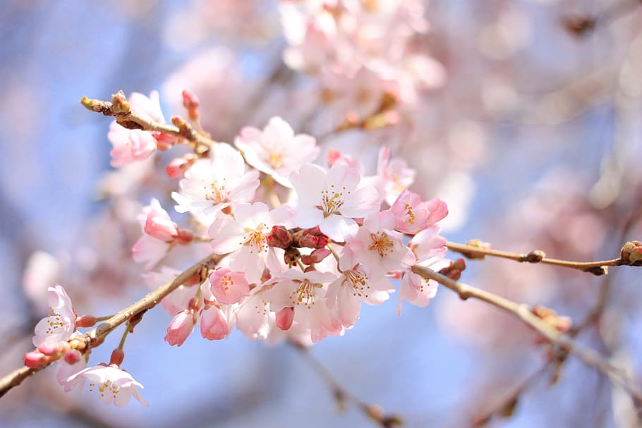 Cherry blossom, nature, tree, springtime, branch, pink Color, HD wallpaper