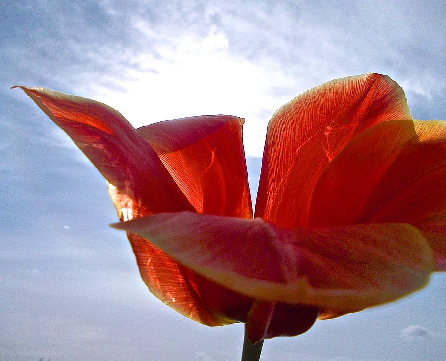tulip, red, sky blue, cloud, flower, flowering plant, freshness HD wallpaper