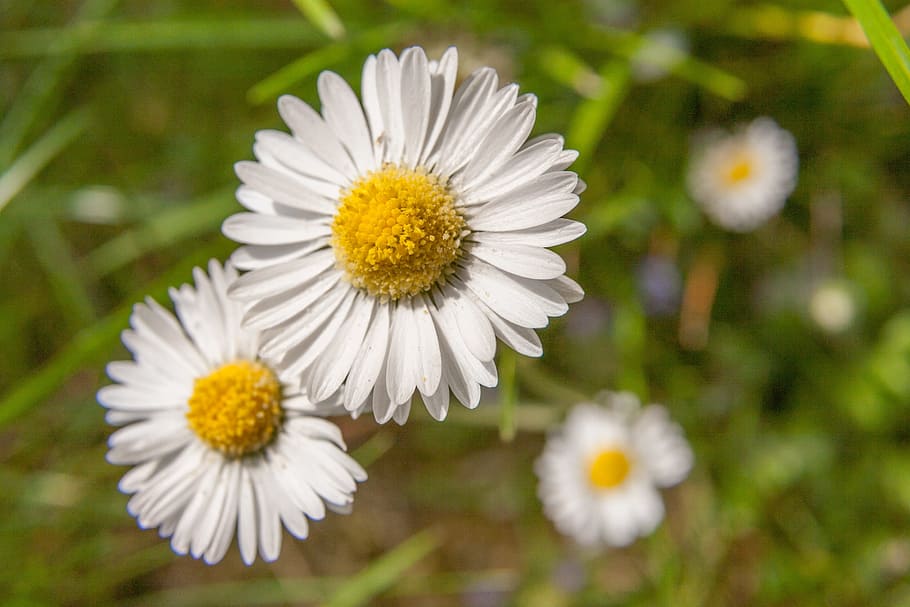 daisy, blossom, bloom, flower, white, nature, spring, lawn flower HD wallpaper